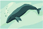 a grey whale