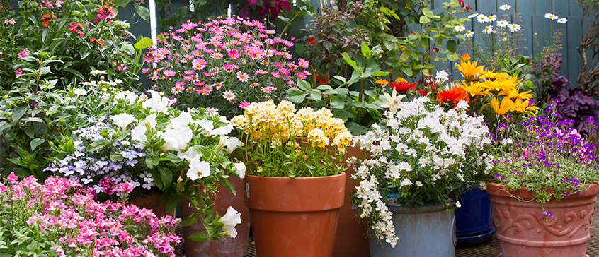Containers full of summer flowering flowers