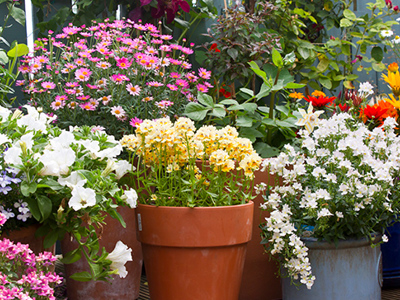 Containers full of summer flowering flowers