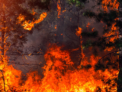 forest fire