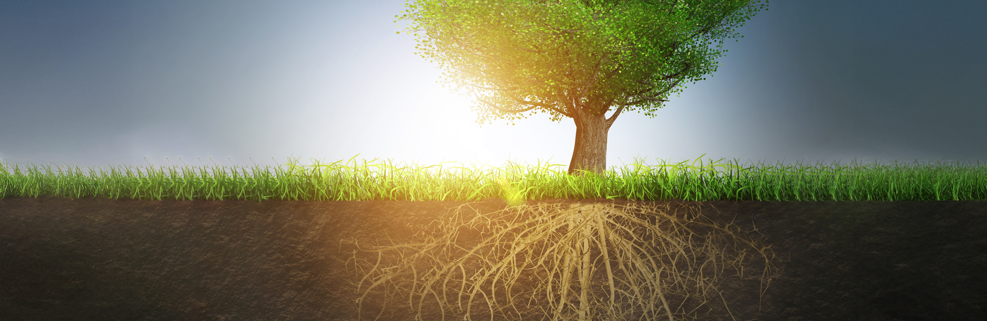 Lone tree with a cut-away showing its roots below the trunk and canopy