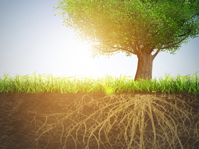 A vibrant green tree with a full canopy stands alone in a grassy field against a dramatic sky with sunlight streaming through. Below ground, the tree's extensive root system is visible, spreading wide beneath the surface, symbolizing strong foundations and growth - representing the deep skill-building foundation our Skill Building in Public Relations micro-certificate.