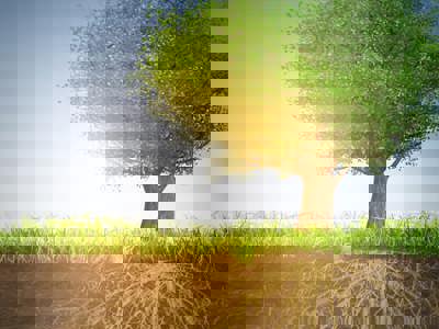 A vibrant green tree with a full canopy stands alone in a grassy field against a dramatic sky with sunlight streaming through. Below ground, the tree's extensive root system is visible, spreading wide beneath the surface, symbolizing strong foundations and growth - representing the deep skill-building foundation our Skill Building in Public Relations micro-certificate.