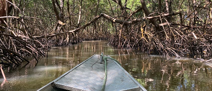 Skiff on a swamp river with defoliated trees