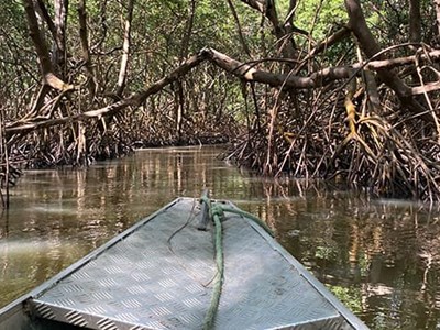 Skiff floating in a swamp river surrounded by defoliation and tree stumps