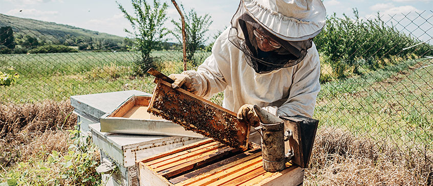 Photo of a beekeeper tending to a hive. 