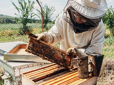 Photo of a beekeeper tending to a hive. 