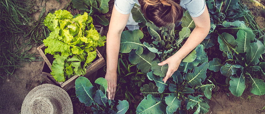 Top-down view of a person tending to leafy green plants in a garden bed with a wooden crate of lettuce and a straw hat nearby, symbolizing horticulture, gardening and sustainable practices.