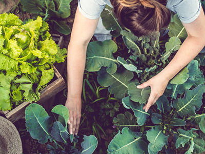 Horticulture  Topic Image