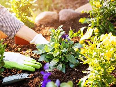 Horticulture  Topic Image