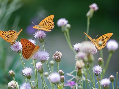 Butterfly, bees, flowers