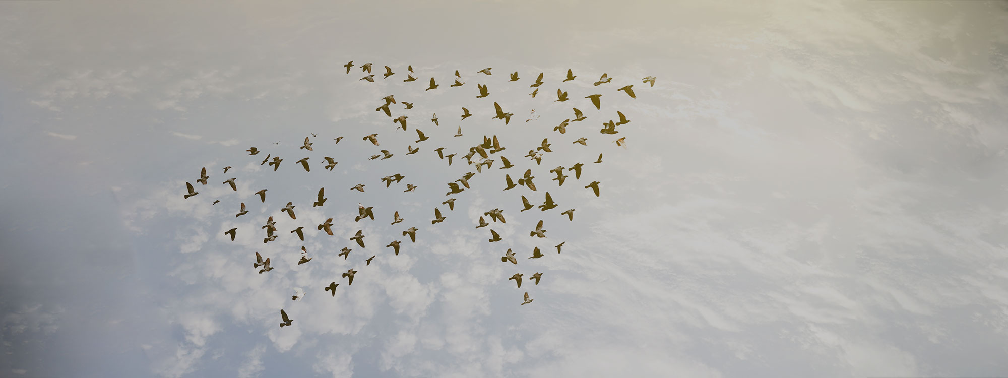 Flock of birds flying in the shape of an arrow against a cloudy sky.