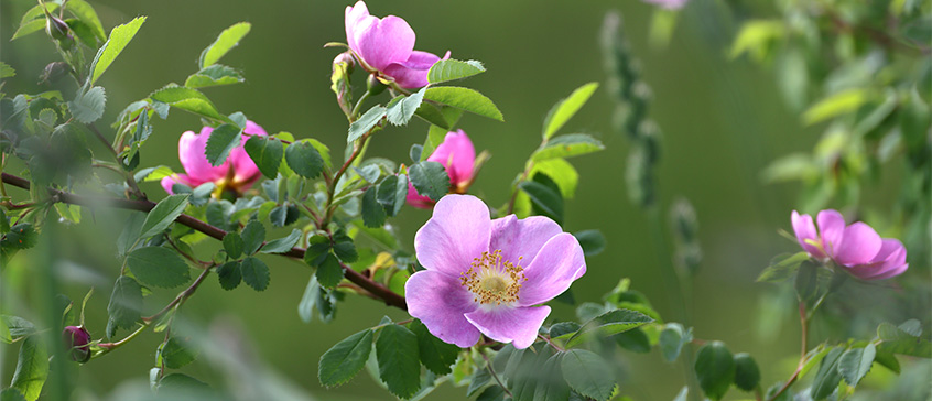 Closeup of wild Nootka Roses