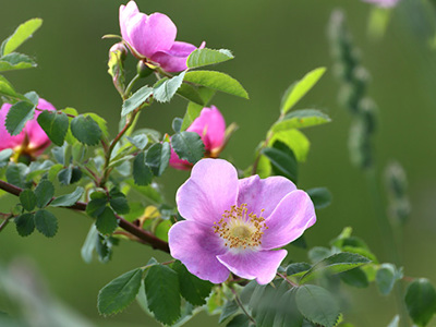 Closeup of wild Nootka Roses