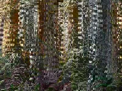 Growth on a rainforest floor years after a wildfire