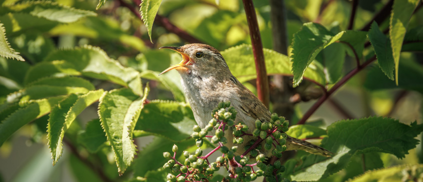 Closeup of bird in tree