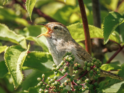 Closeup of bird in tree
