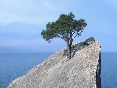 a lone resilient tree thriving on a rocky outcropping overlooking the sea on a sunny day