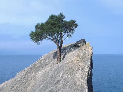 a lone resilient tree thriving on a rocky outcropping overlooking the sea on a sunny day