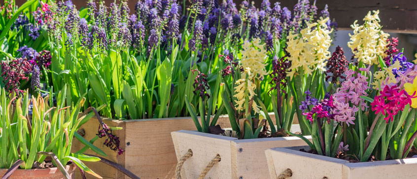 Photo of flowers that grew from bulbs. 