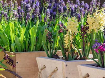 Photo of flowers that grew from bulbs. 