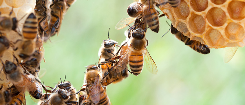 Bees in front of a honeycomb