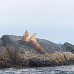 Sea lions resting on a rocky shoreline off the coast of Victoria, BC.