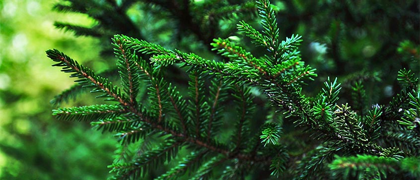 Conifer tree,