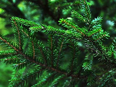 Conifer tree,