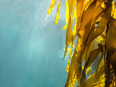 Marine Science Topic Image