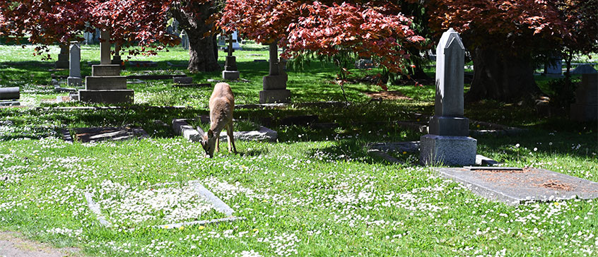 Photo of Ross Bay Cemetery. 