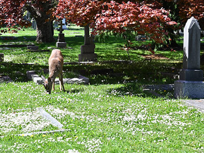 Photo of Ross Bay Cemetery. 