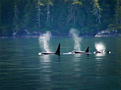 Three orcas in the ocean.