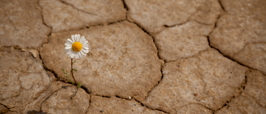 Daisy on desert