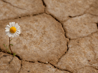 Daisy on desert