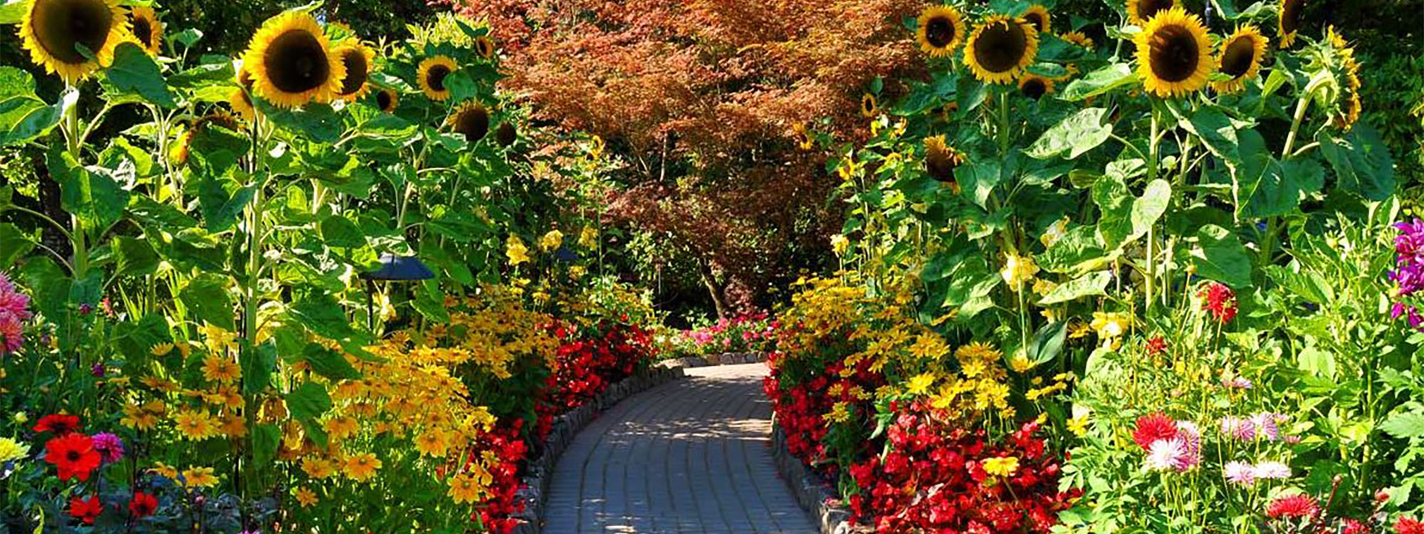 Victoria & Butchart Gardens, International Education