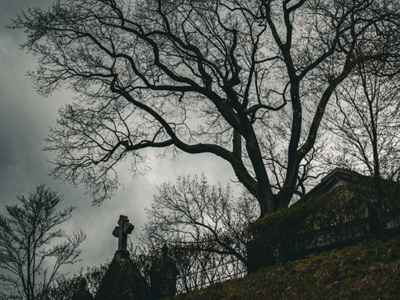 Photo of tree and cemetery at night