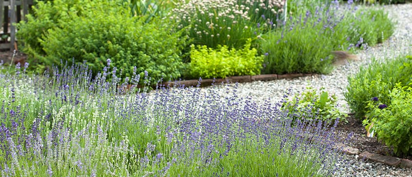 View of herb garden with gravel path and lavender.