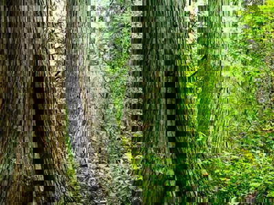 Close-up view of towering trees surrounded by lush green undergrowth in a dense forest, highlighting the rich biodiversity of swamp ecosystems.