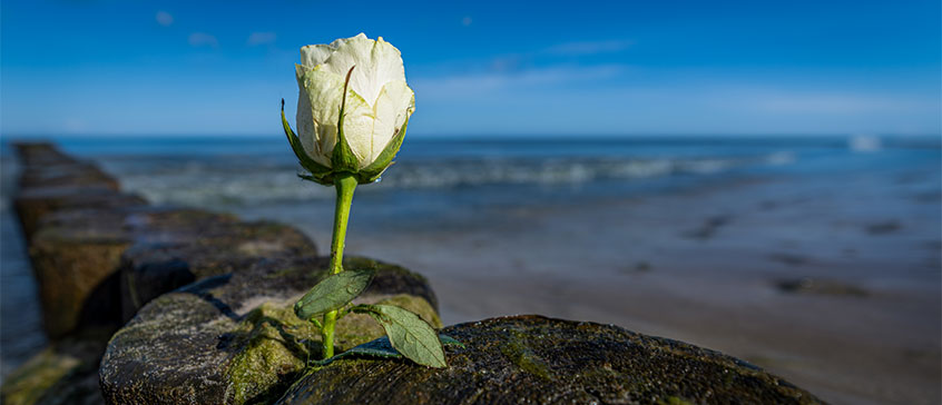 White rose by the ocean.