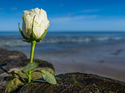 White rose by the ocean.