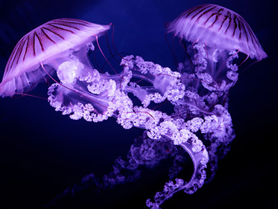 Photo of Jellyfish The South American sea nettle (Chrysaora plocamia) on dark background in deep sea