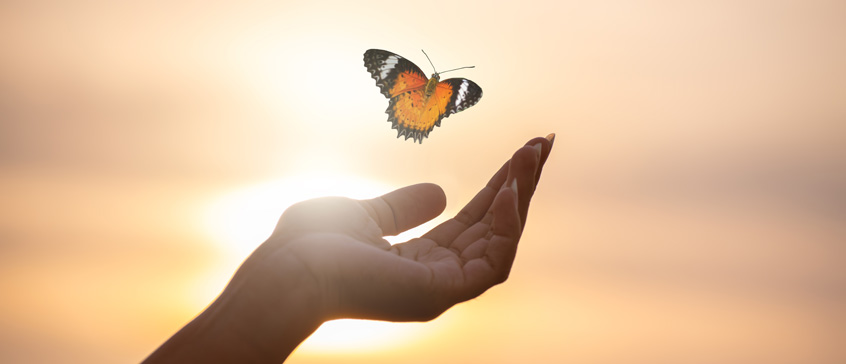 Butterfly Resting on Finger Tip Against Golden Sunset Sky. 