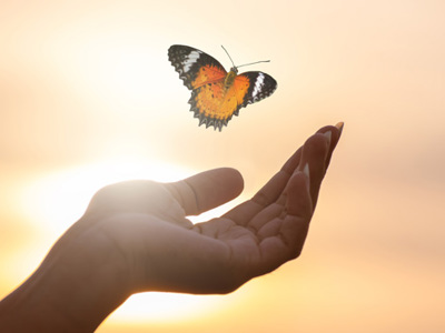 Butterfly Resting on Finger Tip Against Golden Sunset Sky. 