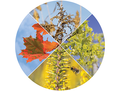 Circle divided into 4 quantrants signifying seasons with a selection of plants within each quandrant