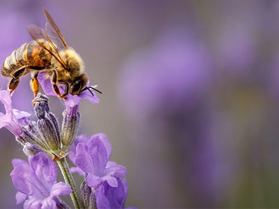 Photo of bee on top of flower. 