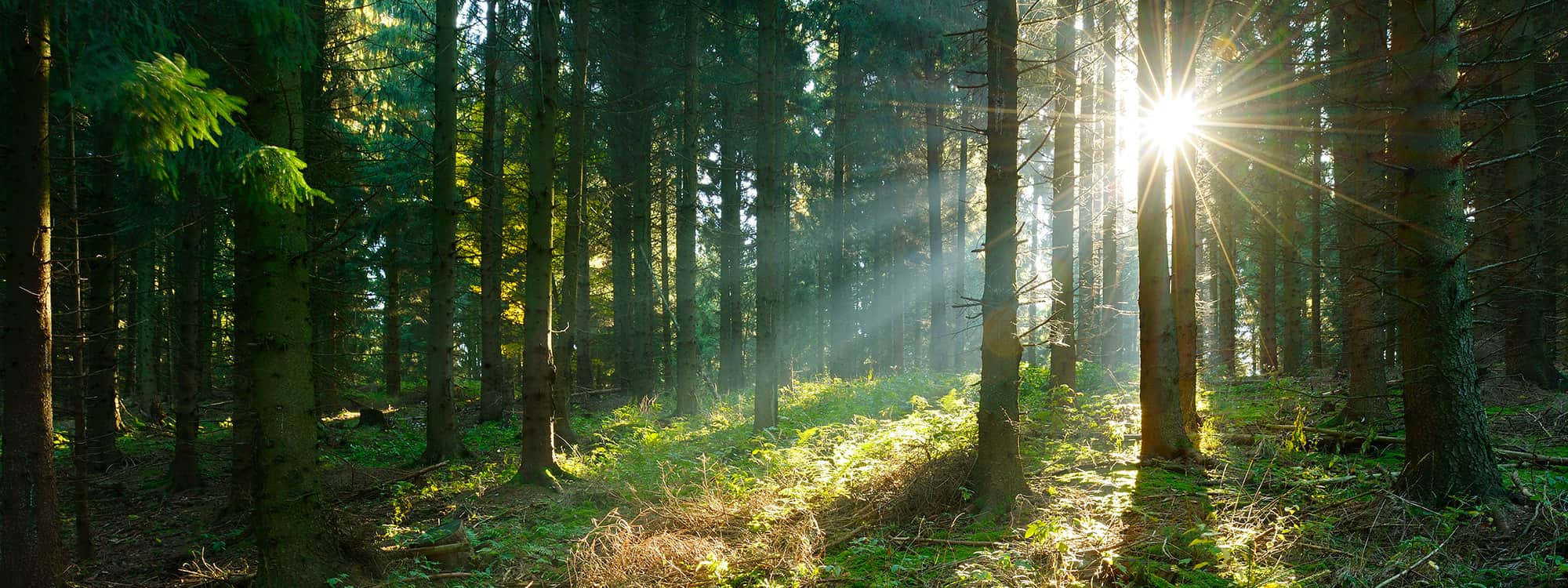 Evergreen forest with sun shining through tree trunks.