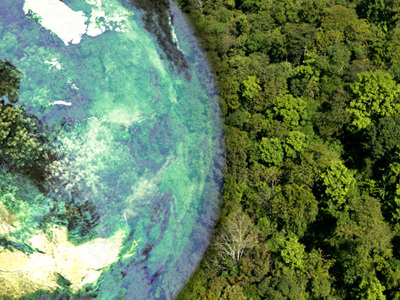 Illustration of the planet earth superimposed on a photo of a forest