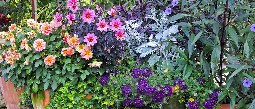 Photo of flowers in a garden