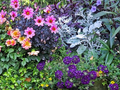 Photo of flowers in a garden